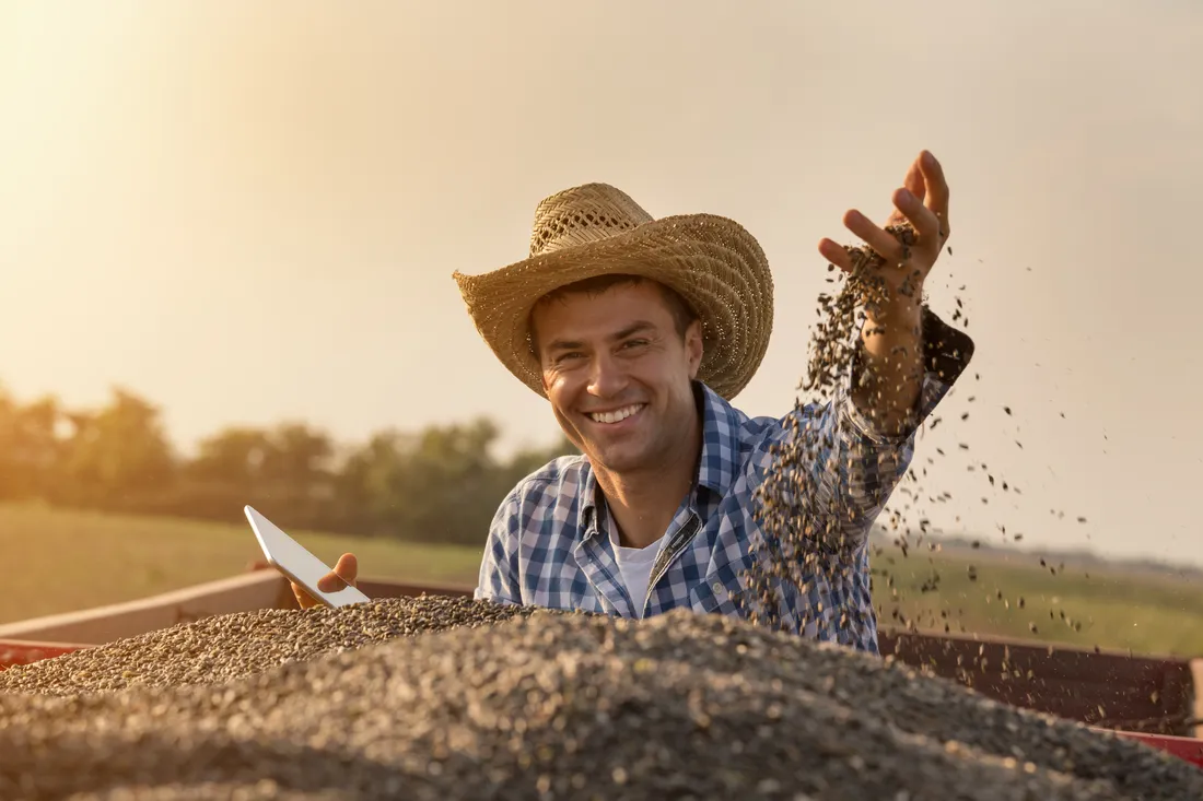 Produtor rural manuseando grãos colhidos