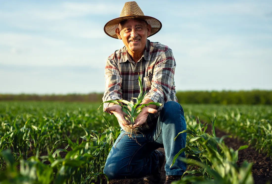 Produtor rural avaliando plantação de milho no campo